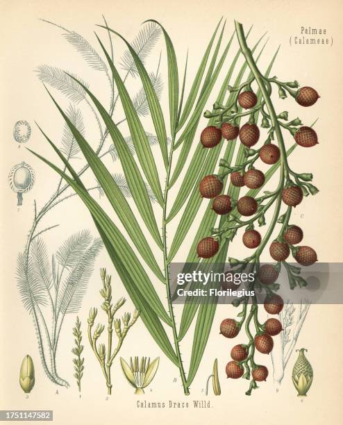 Dragon's blood, rattan or rotang, Daemonorops draco . Chromolithograph after a botanical illustration from Hermann Adolph Koehler's Medicinal Plants,...