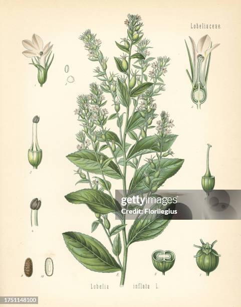 Indian tobacco or puke weed, Lobelia inflata. Chromolithograph after a botanical illustration from Hermann Adolph Koehler's Medicinal Plants, edited...