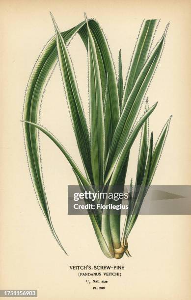Tahitian screwpine, Pandanus tectorius . Chromolithograph from an illustration by Desire Bois from Edward Step’s Favourite Flowers of Garden and...