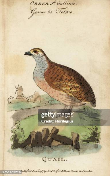 Quail, Coturnix coturnix. Handcoloured copperplate engraving from Samuel Galton Jr.’s Natural History of Birds containing a Variety of Facts selected...