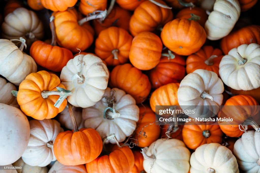 Box of orange and white mini pumpkins