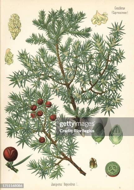 Prickly juniper, Juniperus oxycedrus. Chromolithograph after a botanical illustration from Hermann Adolph Koehler's Medicinal Plants, edited by...