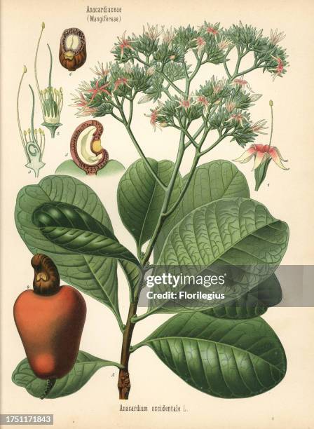 Cashew nut tree, Anacardium occidentale. Chromolithograph after a botanical illustration from Hermann Adolph Koehler's Medicinal Plants, edited by...