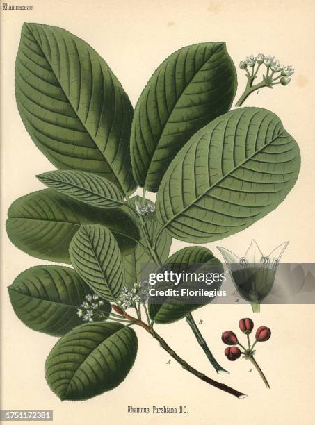 Cascara buckthorn or bearberry, Frangula purshiana . Chromolithograph after a botanical illustration from Hermann Adolph Koehler's Medicinal Plants,...