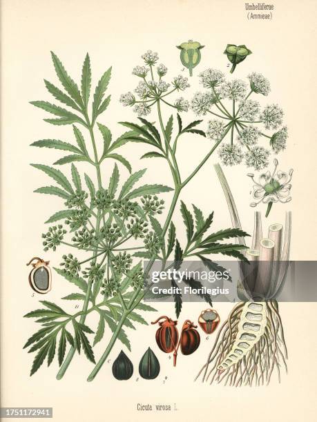 Cowbane or northern water hemlock, Cicuta virosa. Chromolithograph after a botanical illustration from Hermann Adolph Koehler's Medicinal Plants,...