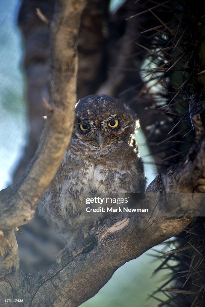 Elf owl