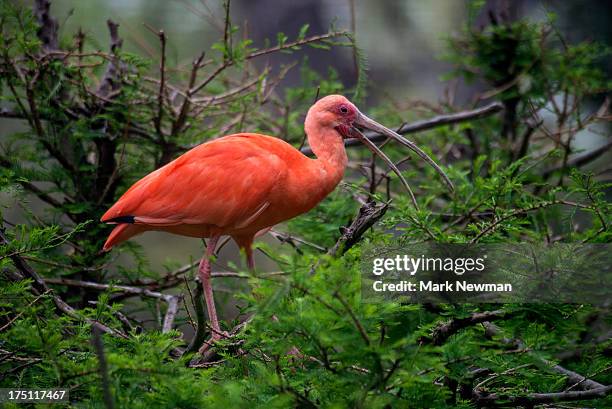 scarlet ibis - beak foto e immagini stock