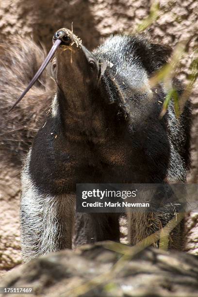 giant anteater - giant anteater tongue stock pictures, royalty-free photos & images