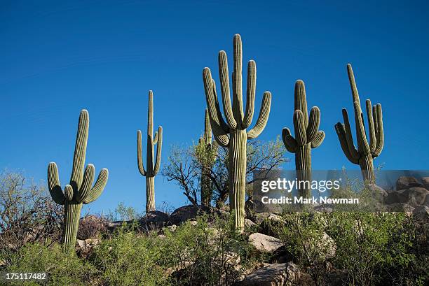 saguaro cactus, catalina state park - saguaro cactus stock pictures, royalty-free photos & images