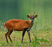 Muntiacus muntjak or fea's barking deer