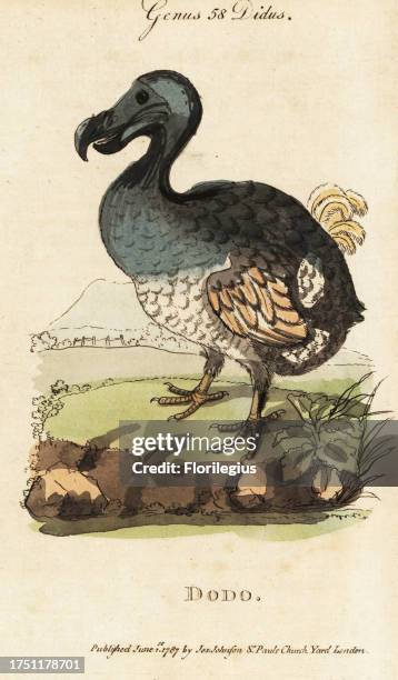 Extinct dodo, Raphus cucullatus . Handcoloured copperplate engraving after George Edwards from Samuel Galton Jr.’s Natural History of Birds...