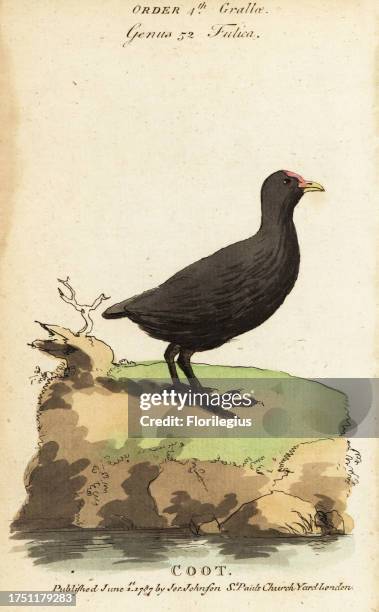 Eurasian coot, Fulica atra. Coot, la Foulque. Handcoloured copperplate engraving after Jacques de Seve from Samuel Galton Jr.’s Natural History of...