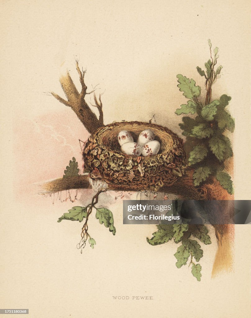 Eastern wood pewee, Contopus virens