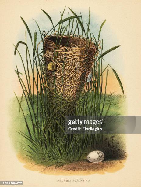 Nest and egg of the redwing blackbird, Agelaius phoeniceus. Chromolithograph after an illustration by Edwin Sheppard from Thomas George Gentry’s...