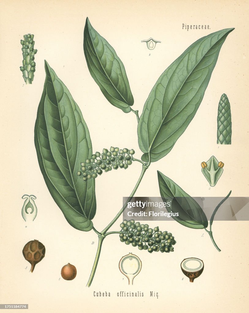 Cubeb or Java pepper, Piper cubeba (Cubeba officinalis). Chromolithograph after a botanical illustration from Hermann Adolph Koehler's Medicinal Plants, edited by Gustav Pabst, Koehler, Germany, 1887