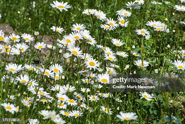 oxeye daisies - margerite stock-fotos und bilder