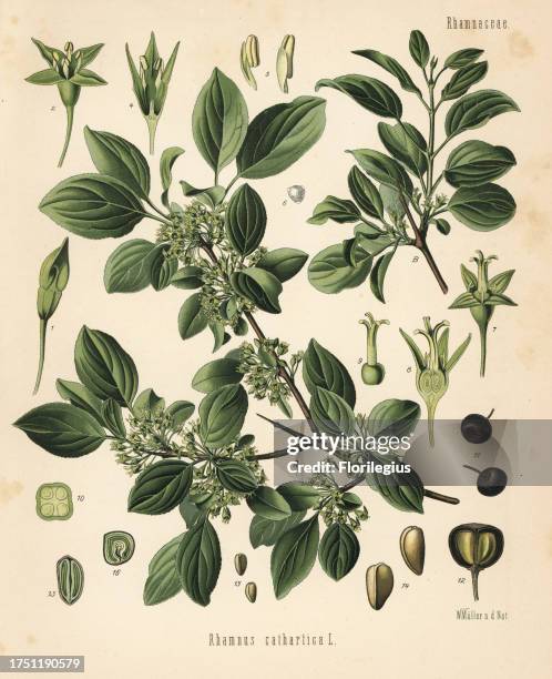 Purging buckthorn, Rhamnus cathartica. Chromolithograph after a botanical illustration by Walther Muller from Hermann Adolph Koehler's Medicinal...