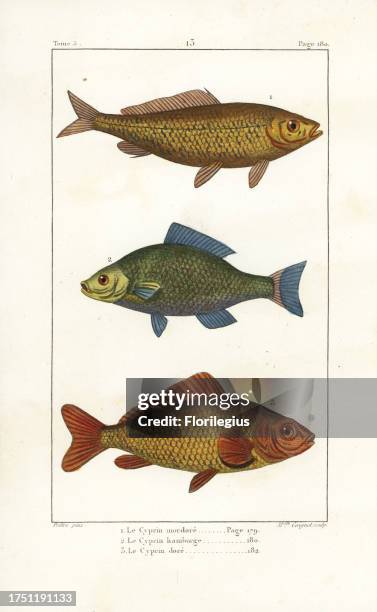 Common carp, Cyprinus carpio , bronze carp, Carassius carassius, and goldfish, Carassius auratus. Handcoloured copperplate engraving by Miss Coignet...
