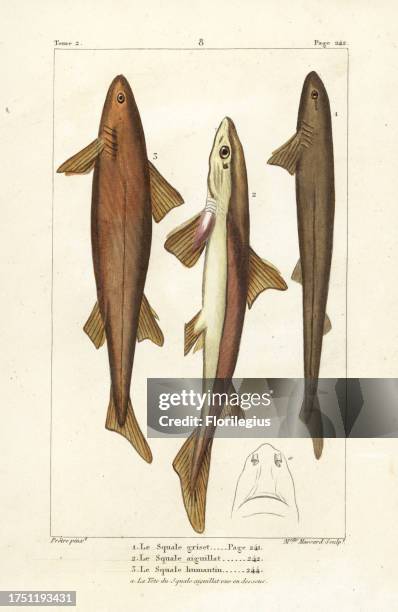 Six-gilled shark, Hexanchus griseus , spiny dogfish, Squalus acanthias , and angular roughshark, Oxynotus centrina . Handcoloured copperplate...