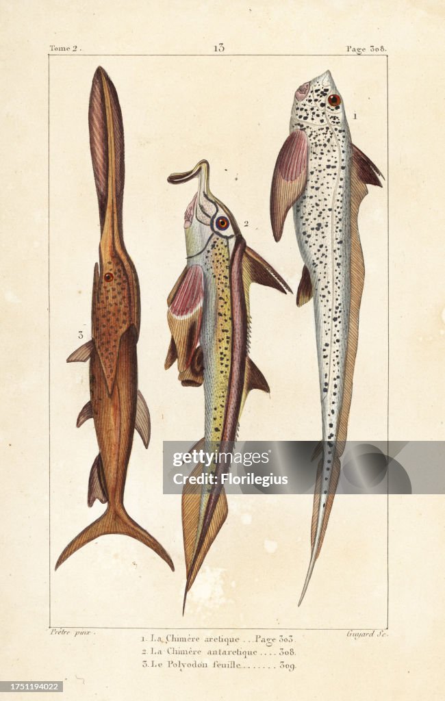 Rat fish, Chimaera monstrosa, elephantfish, Callorhinchus callorynchus, and American paddlefish, Polyodon spathula (vulnerable). Handcoloured copperplate engraving by Jean Baptiste Guyard after an illustration by Jean-Gabriel Pretre from Bernard Germain d