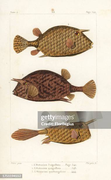 Scrawled cowfish, Acanthostracion quadricornis 1 and longhorn cowfish, Lactoria cornuta 3. Handcoloured copperplate engraving by Plee Sr. After an...