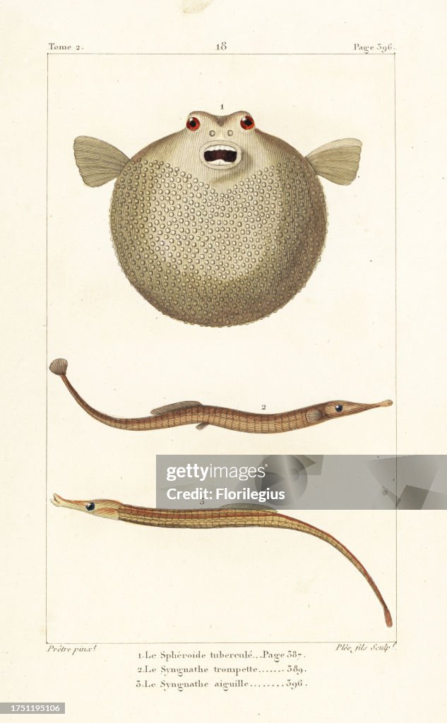 Bandtail puffer, Sphoeroides spengleri, Sargassum pipefish, Syngnathus typhle, and greater pipefish, Syngnathus acus. Handcoloured copperplate engraving by Plee Jr. after an illustration by Jean-Gabriel Pretre from Bernard Germain de Lacepede's Natural Hi