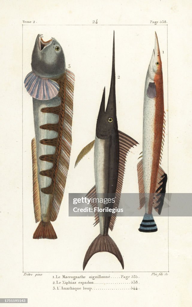 Lesser spiny eel, Macrognathus aculeatus, swordfish, Xiphias gladius, and wolf-fish, Anarhichas lupus. Handcoloured copperplate engraving by Plee Jr. after an illustration by Jean-Gabriel Pretre from Bernard Germain de Lacepede's Natural History of Ovipar