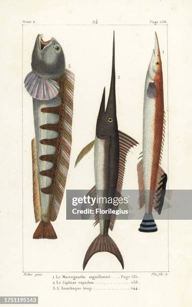 Lesser spiny eel, Macrognathus aculeatus, swordfish, Xiphias gladius, and wolf-fish, Anarhichas lupus. Handcoloured copperplate engraving by Plee Jr....