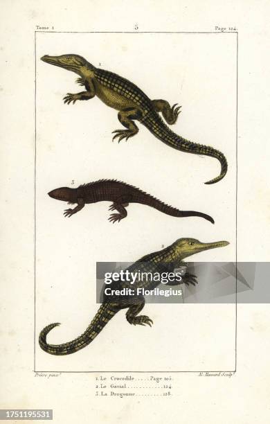 Nile crocodile, Crocodylus niloticus 1, gharial, Gavialis gangeticus 2 , and caiman or dragon lizard, Caiman yacare 3. Handcoloured copperplate...