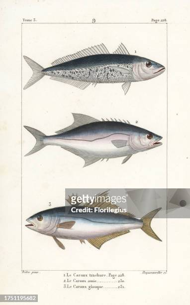 Horse mackerel, Trachurus trachurus, leerfish, Lichia amia, and pompano, Trachinotus ovatus. Handcoloured copperplate engraving by Dequevauviller...