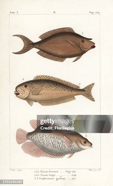 Bluespine unicornfish, Naso unicornis, bulbnose unicornfish, Naso tonganus, and giant gourami, Osphronemus goramy. Handcoloured copperplate engraving...