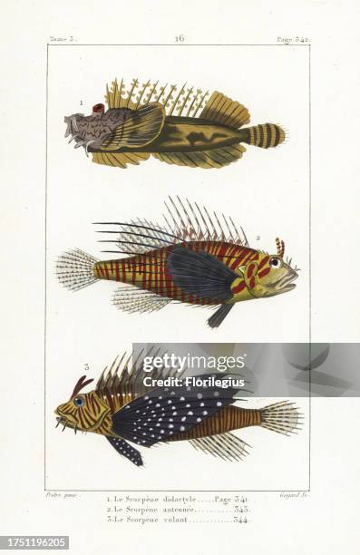 Bearded ghoul, Inimicus didactylus, broadbarred firefish, Pterois antennata, and red lionfish, Pterois volitans. Handcoloured copperplate engraving...