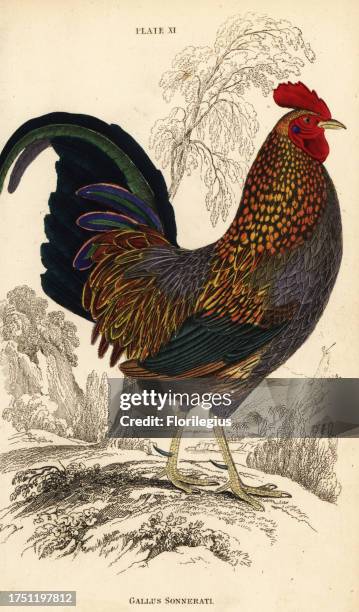Grey junglefowl or Sonnerat's junglefowl, Gallus sonneratii . Handcoloured copperplate engraving by William Lizars from Sir William Jardine’s the...