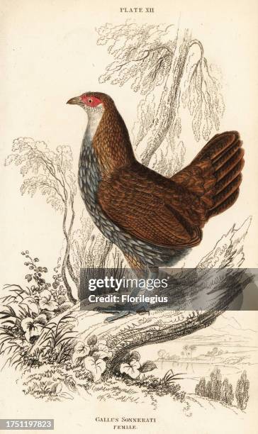 Female grey junglefowl or Sonnerat's junglefowl, Gallus sonneratii . Handcoloured copperplate engraving by William Lizars from Sir William Jardine’s...