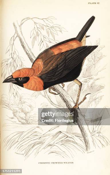 Black-winged red bishop, Euplectes hordeaceus . Handcoloured steel engraving by William Lizars after an illustration by William John Swainson from...