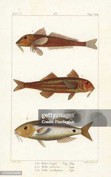 Red mullet, Mullus barbatus, striped red mullet, Mullus surmuletus, and Red Sea goatfish, Parupeneus forsskali. Handcoloured copperplate engraving by...