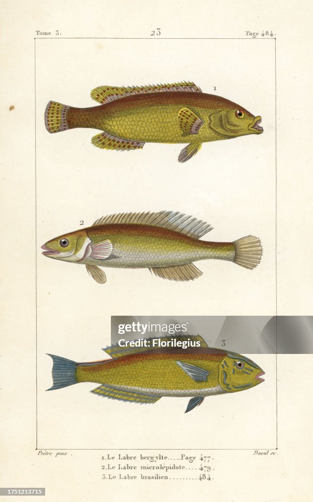 Ballan wrasse, Labrus bergylta, cuckoo wrasse, Labrus mixtus, and Brazilian wrasse, Halichoeres brasiliensis. Handcoloured copperplate engraving by David after an illustration by Jean-Gabriel Pretre from Bernard Germain de Lacepede's Natural History of Ov