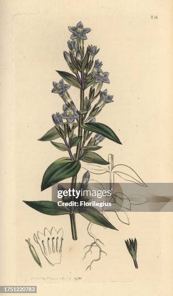 Chiltern gentian, Gentianella germanica. Autumnal gentian, Gentianella amarella. Handcoloured copperplate engraving after a drawing by James Sowerby...