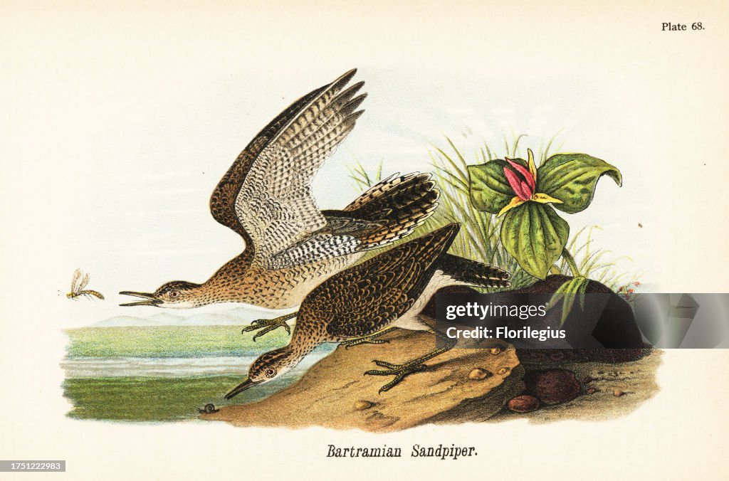 Upland sandpiper, Bartramia longicauda