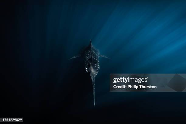 walhai schwimmt hinunter in den tiefen dunklen ozean mit hellen strahlen, die darauf scheinen - tiefe stock-fotos und bilder