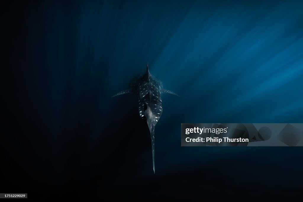Tiburón ballena nadando hacia abajo en el océano oscuro y profundo con rayos de luz brillando sobre él