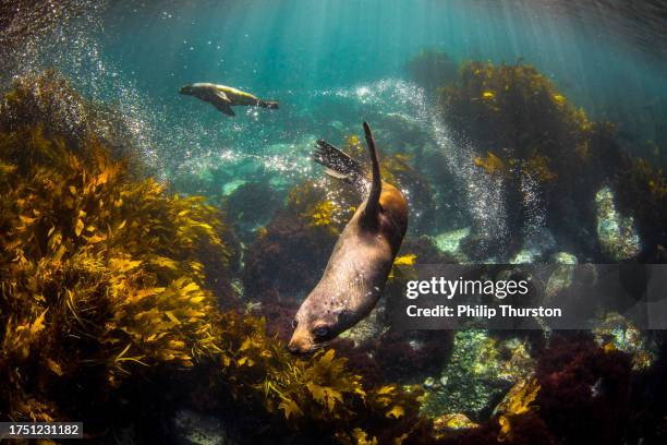 seals swimming around blowing bubbles in clear water with seaweed and kelp beds - kelp stock pictures, royalty-free photos & images