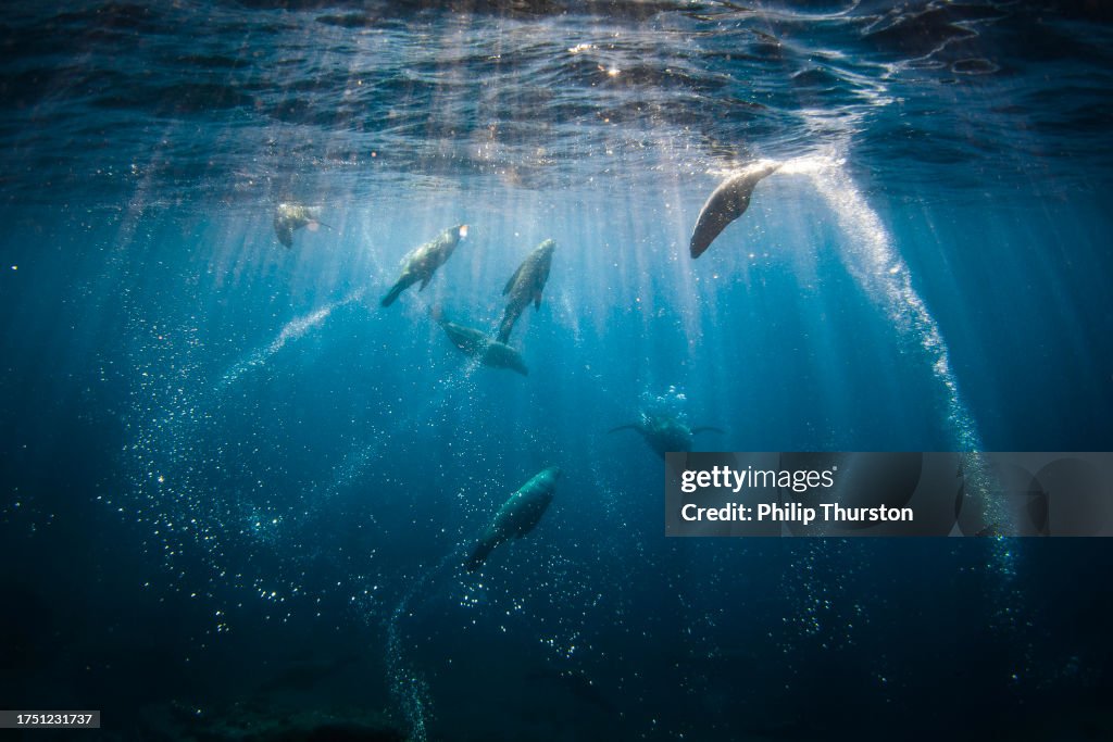 Seals swimming around blowing bubbles in clear blue water