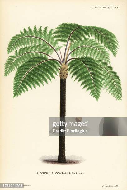 Cyathea contaminans tree fern . Chromolithograph by P. De Pannemaeker from Jean Linden's l'Illustration Horticole, Brussels, 1882. .