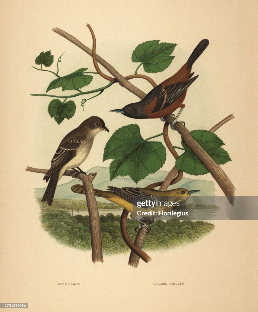 Eastern wood pewee and orchard orioles