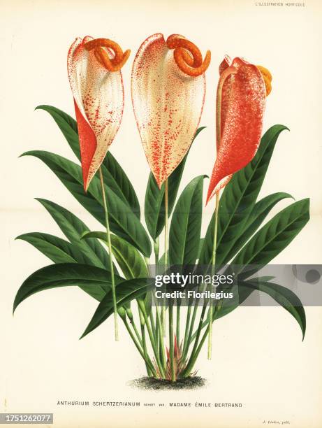 Anthurium scherzerianum, Madame Emile Bertrand variety . Chromolithograph by P. De Pannemaeker from Jean Linden's l'Illustration Horticole, Brussels,...