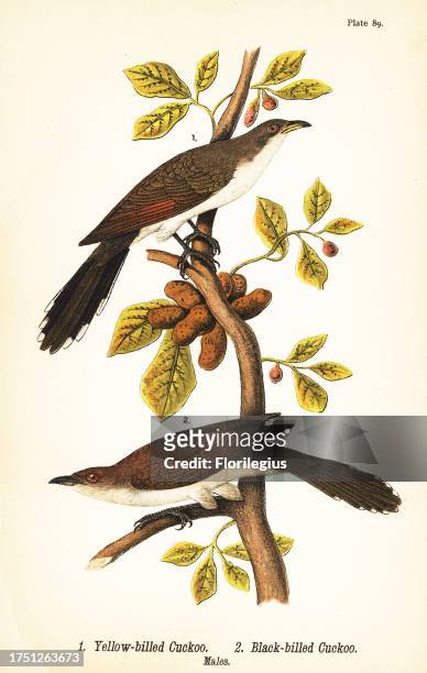 Yellow-billed cuckoo, Coccyzus americanus 1, and black-billed cuckoo, Coccyzus erythropthalmus 2, males. Chromolithograph after an ornithological...