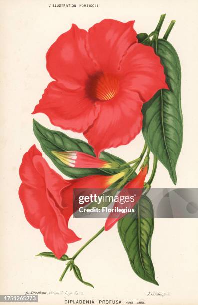 Mandevilla splendens . Chromolithograph by P. Stroobant from Jean Linden's l'Illustration Horticole, Brussels, 1883. .