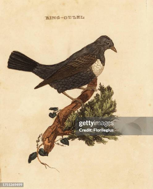 Ring ouzel, Turdus torquatus. Handcoloured woodblock engraving after an illustration by Edward Donovan from The Natural History of Birds, published...