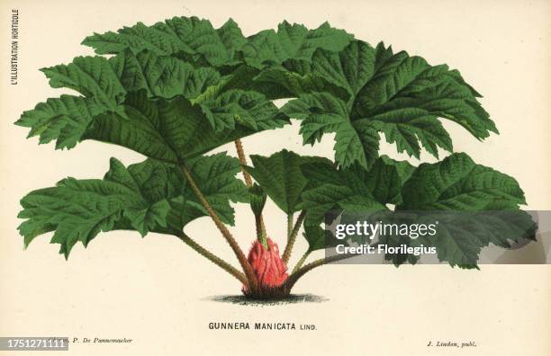 Gunnera Roots 124 Giant Gunnera Stock Photos, High-Res Pictures, and Images - Getty ...